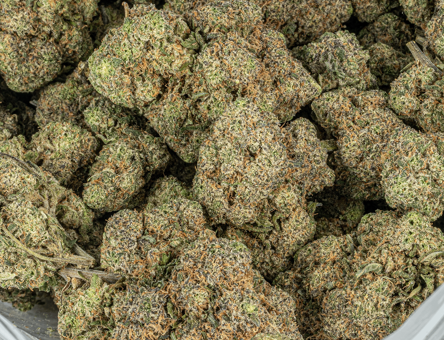 BC Legacy - Neon Rainbowz - Image 5