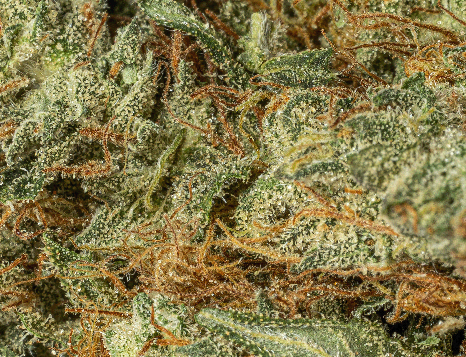Astral Herbs - Pink Kush - Image 3