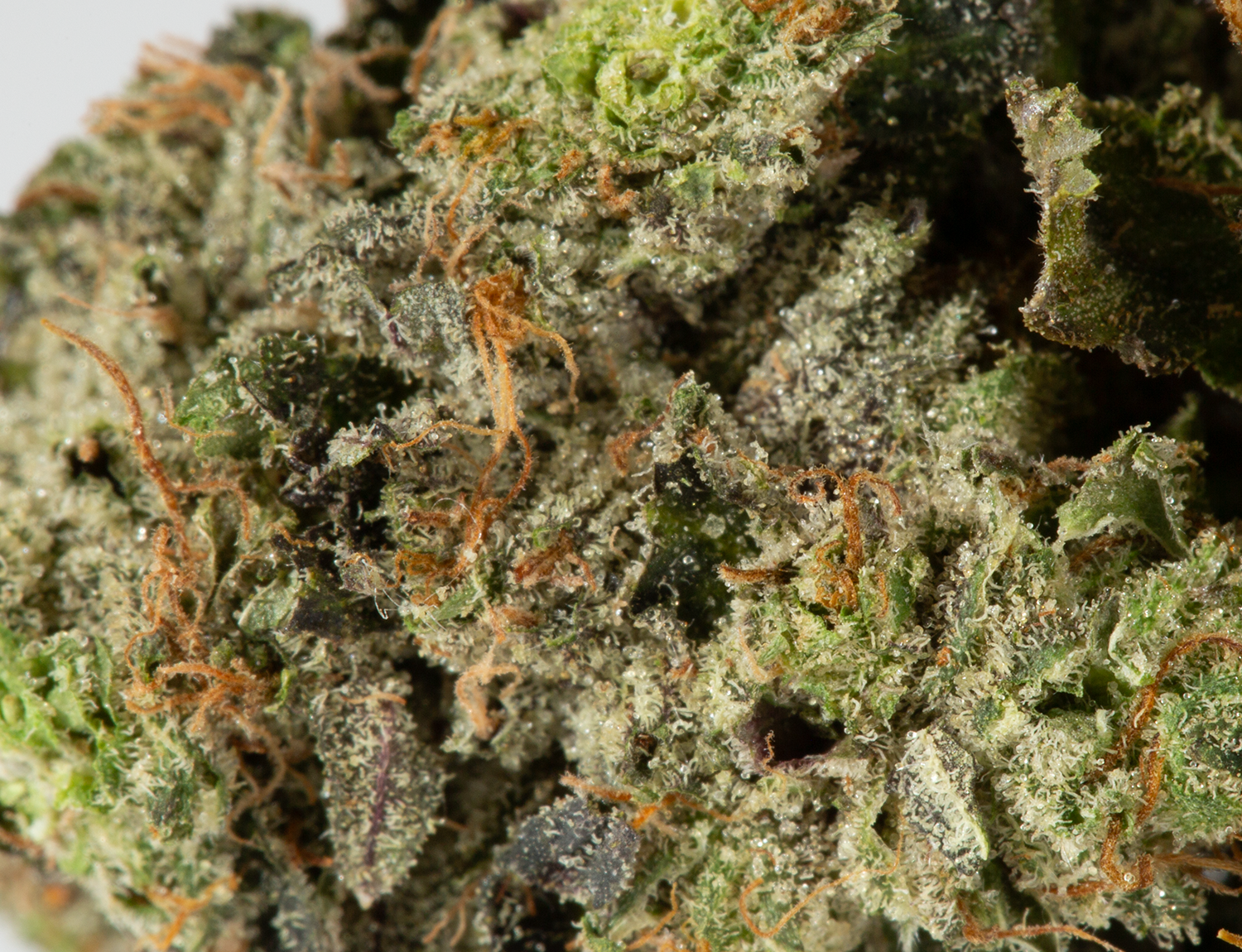 BC Legacy - Pink Champagne - Image 4