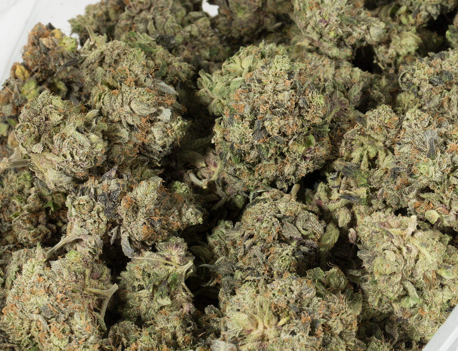 BC Legacy - Pink Champagne - Image 5