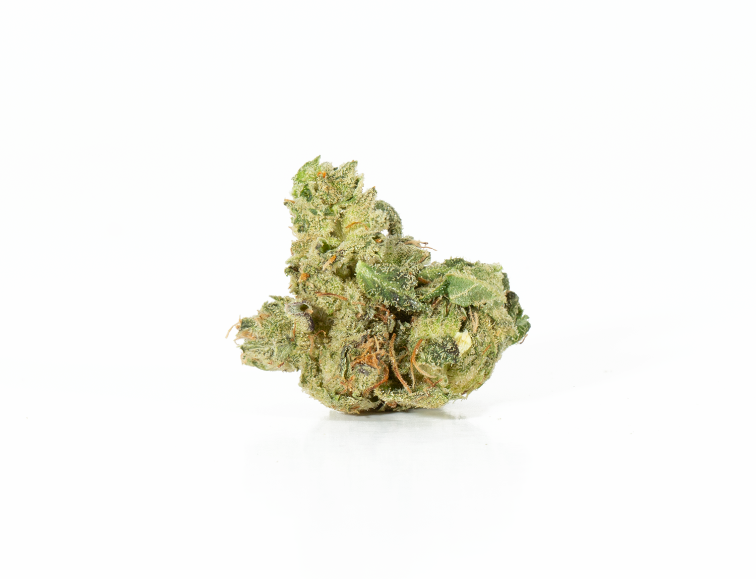 BC Legacy - Primus - Image 3