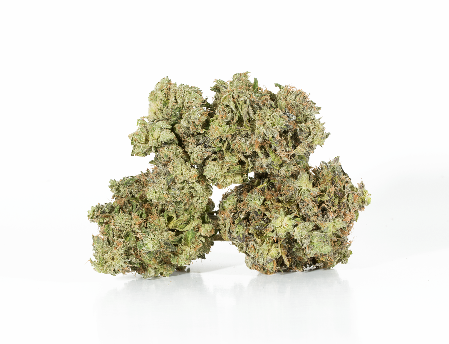 BC Legacy - Primus - Image 5