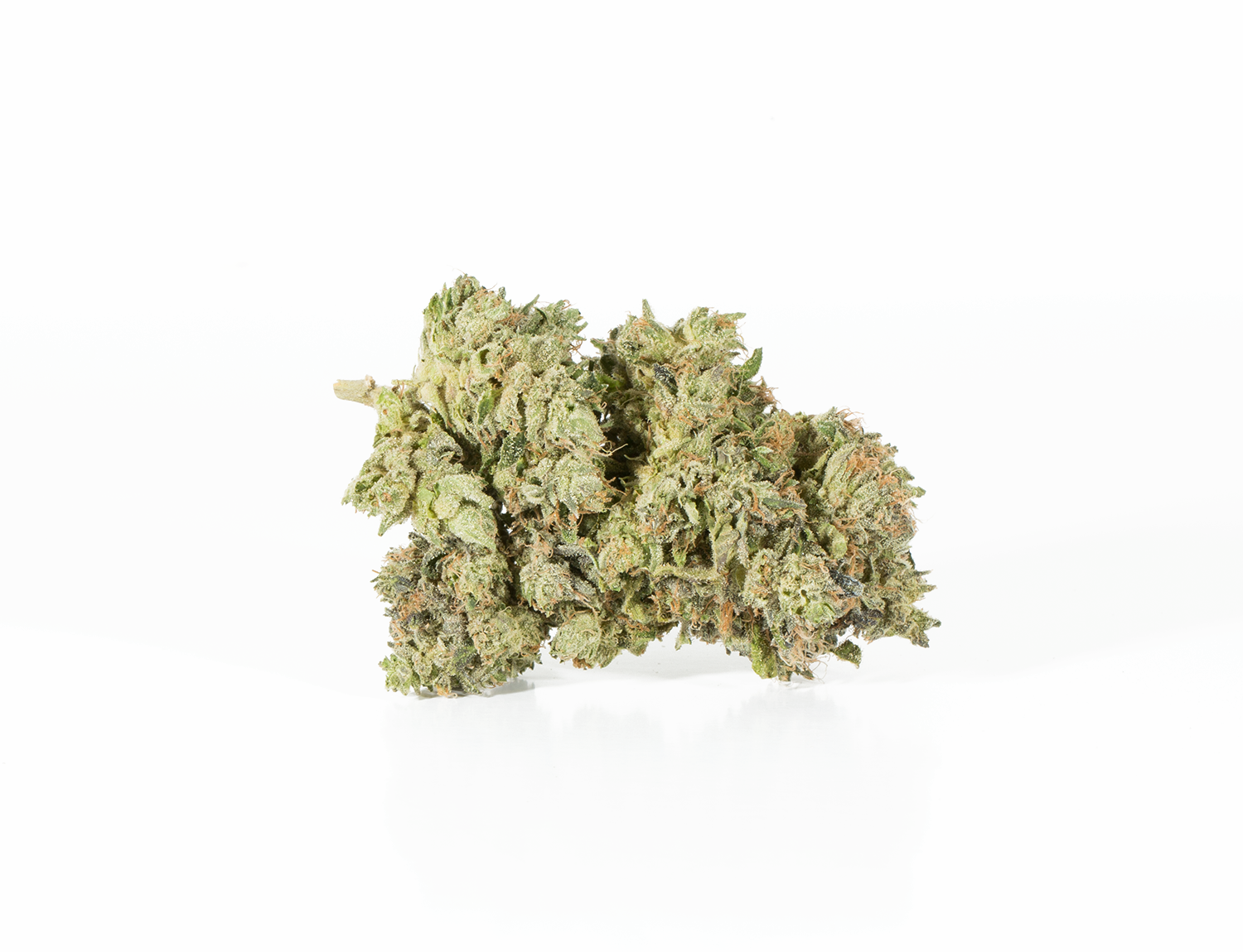 BC Legacy - Primus - Image 2