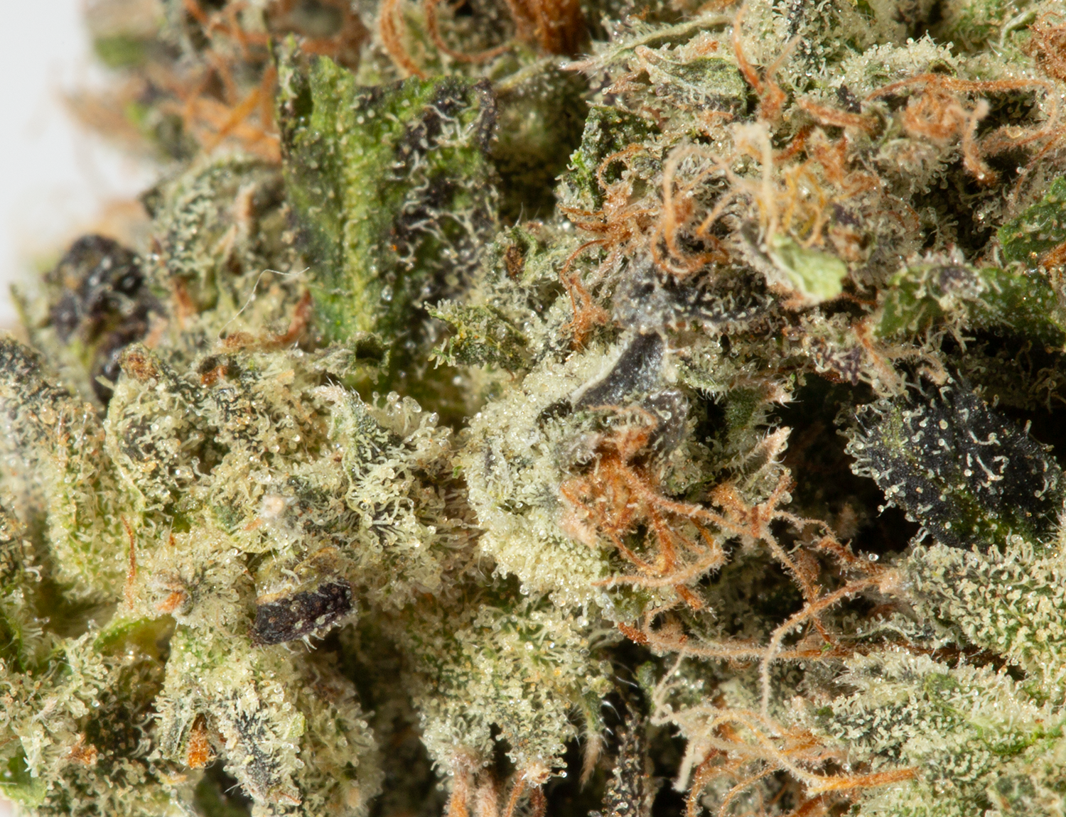 BC Legacy - Primus - Image 4