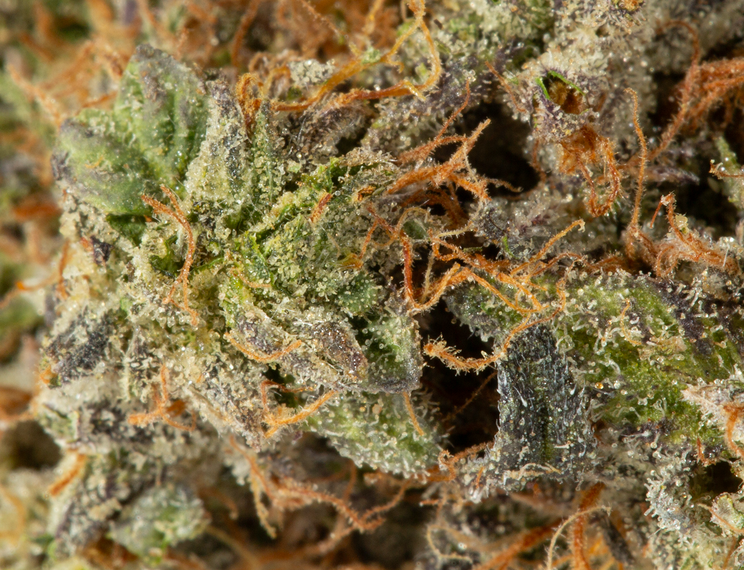 BC Legacy - Skywalker OG - Image 3
