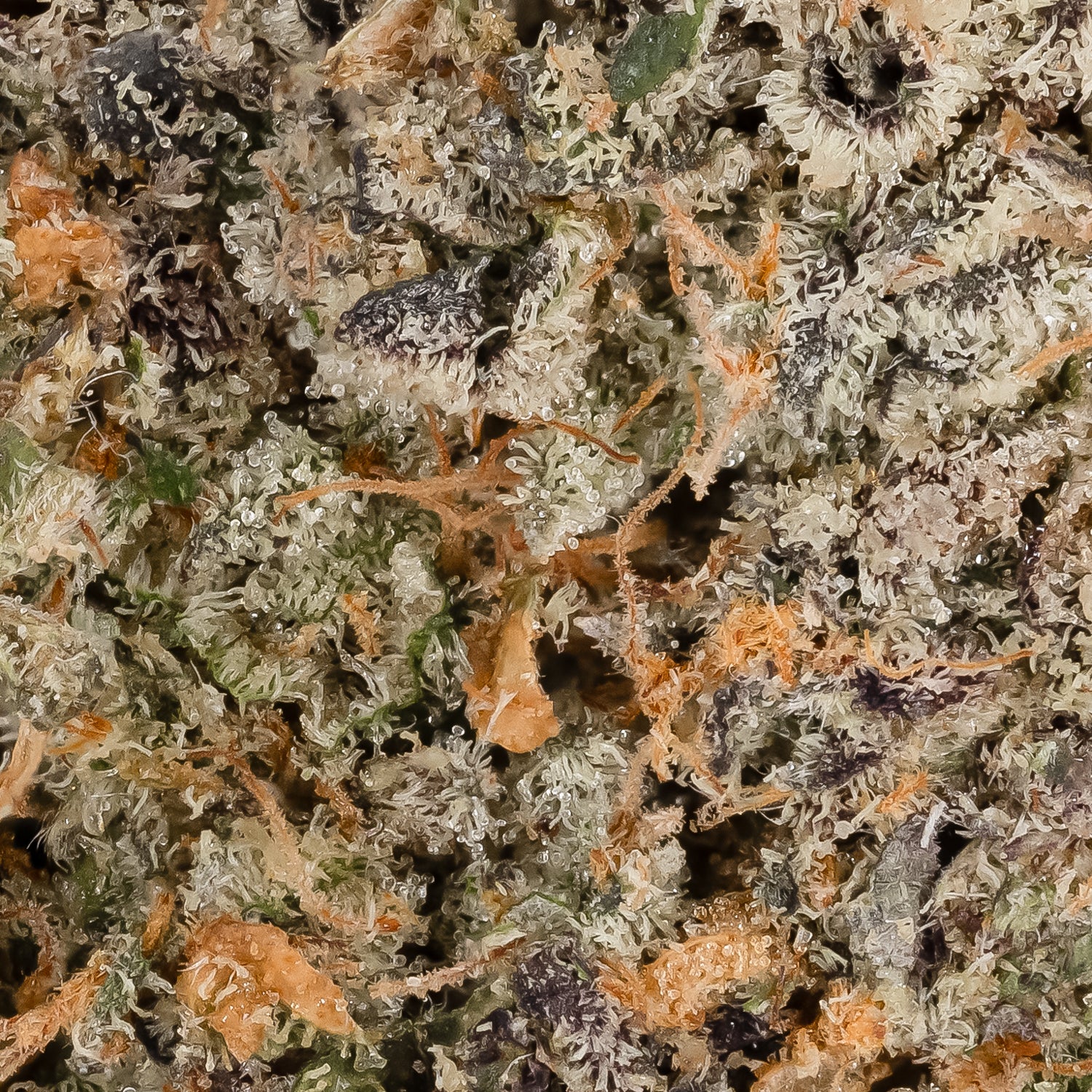 Jungle Ridge - Black Scotti - Image 6