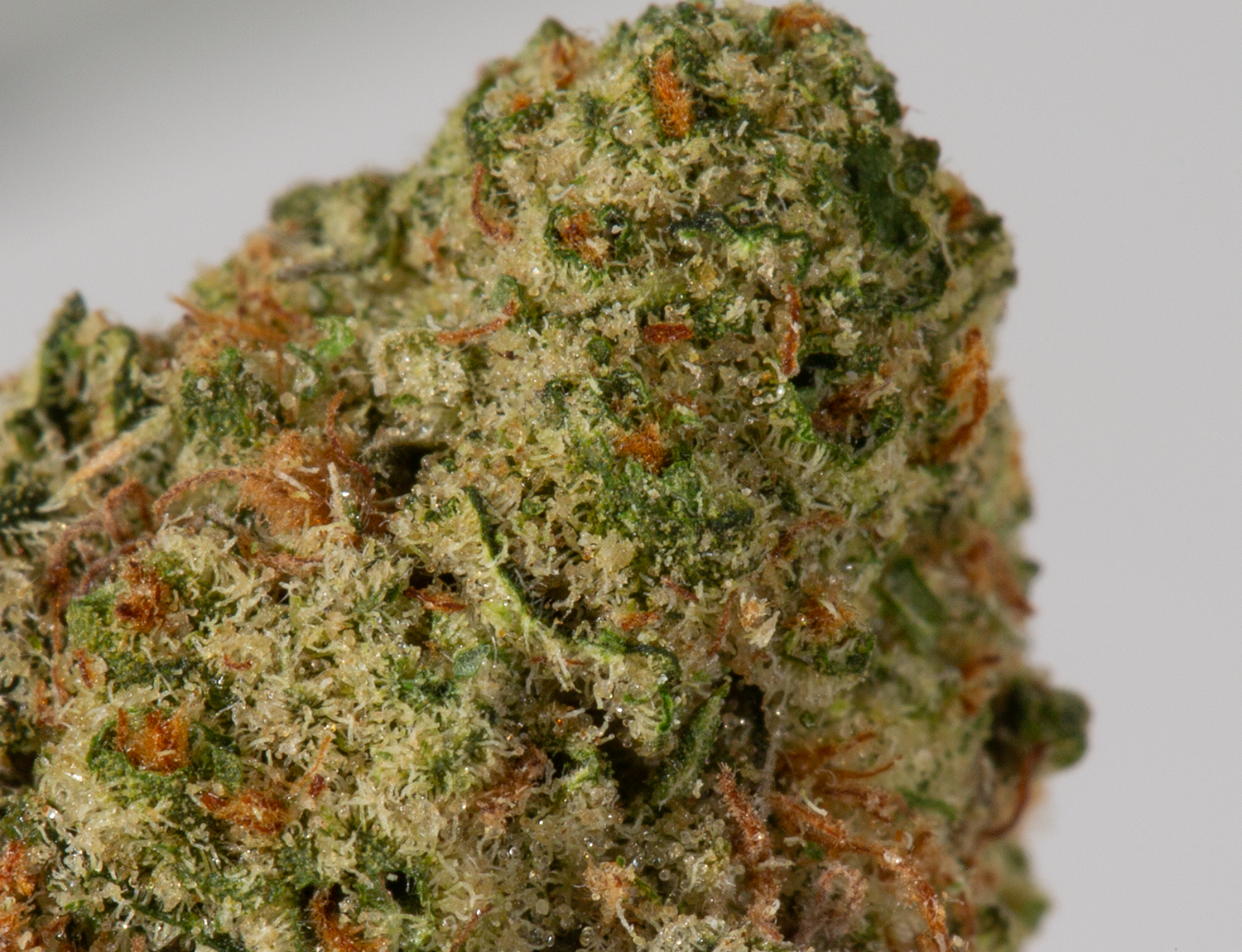 Blue Dream (AA+) - Image 5