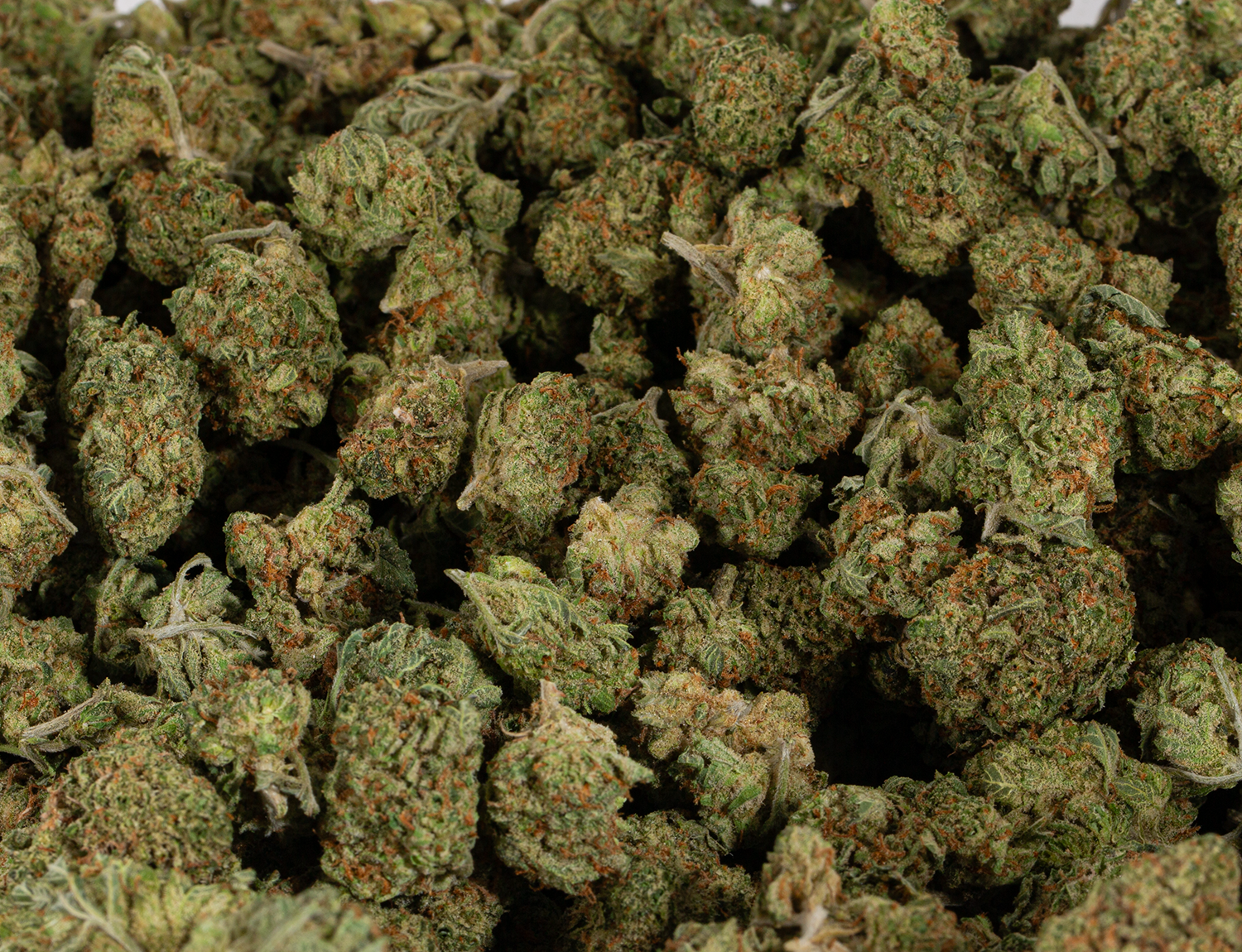 Blue Dream (AA+) - Image 6