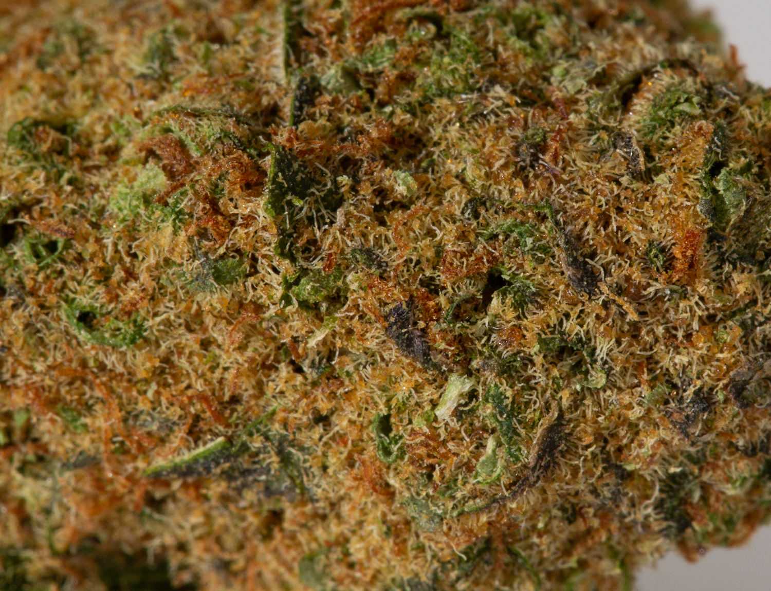 Astral Herbs - Pineapple Chunk - Image 5