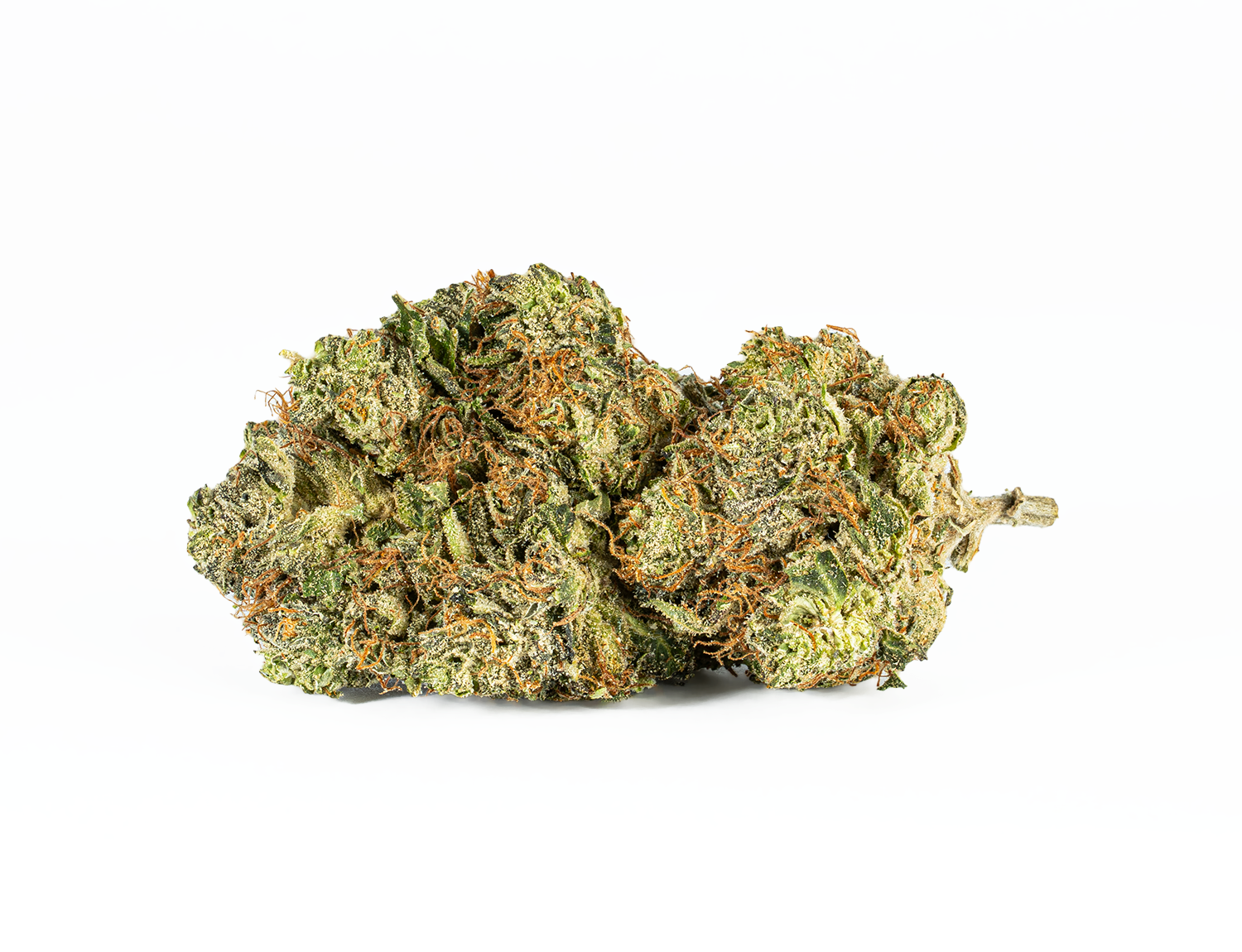 BC Legacy - El Jefe - Image 2