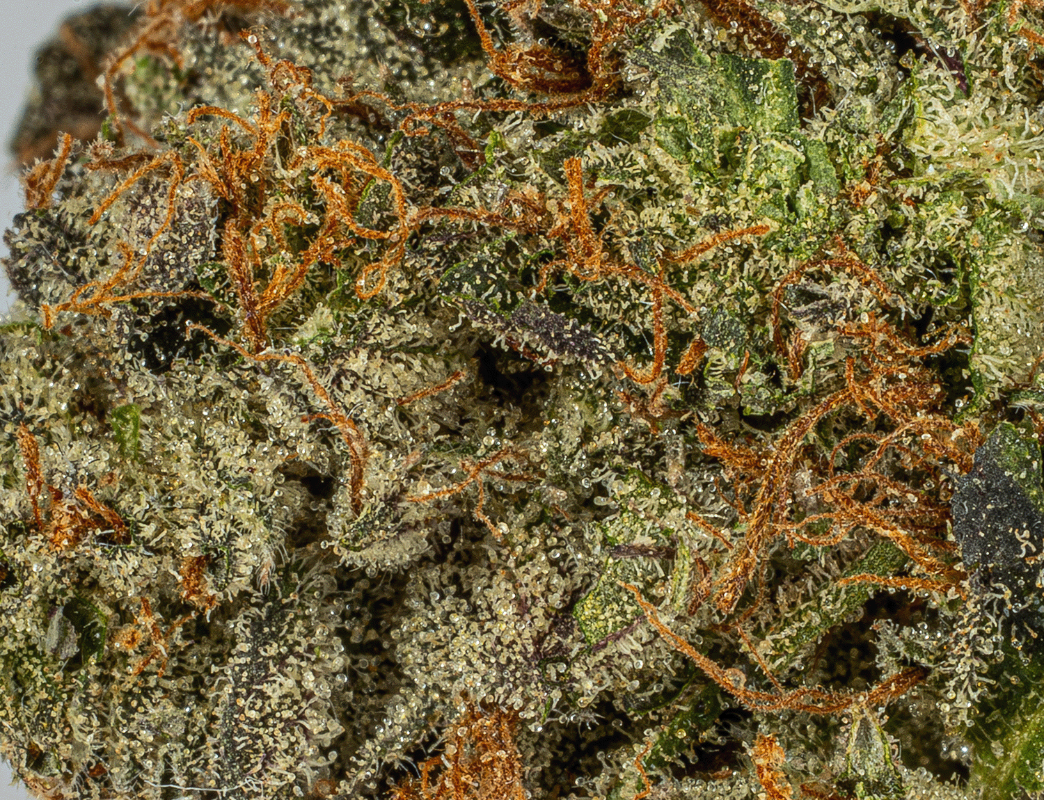 Bc Legacy - Georgia Pine - Image 3