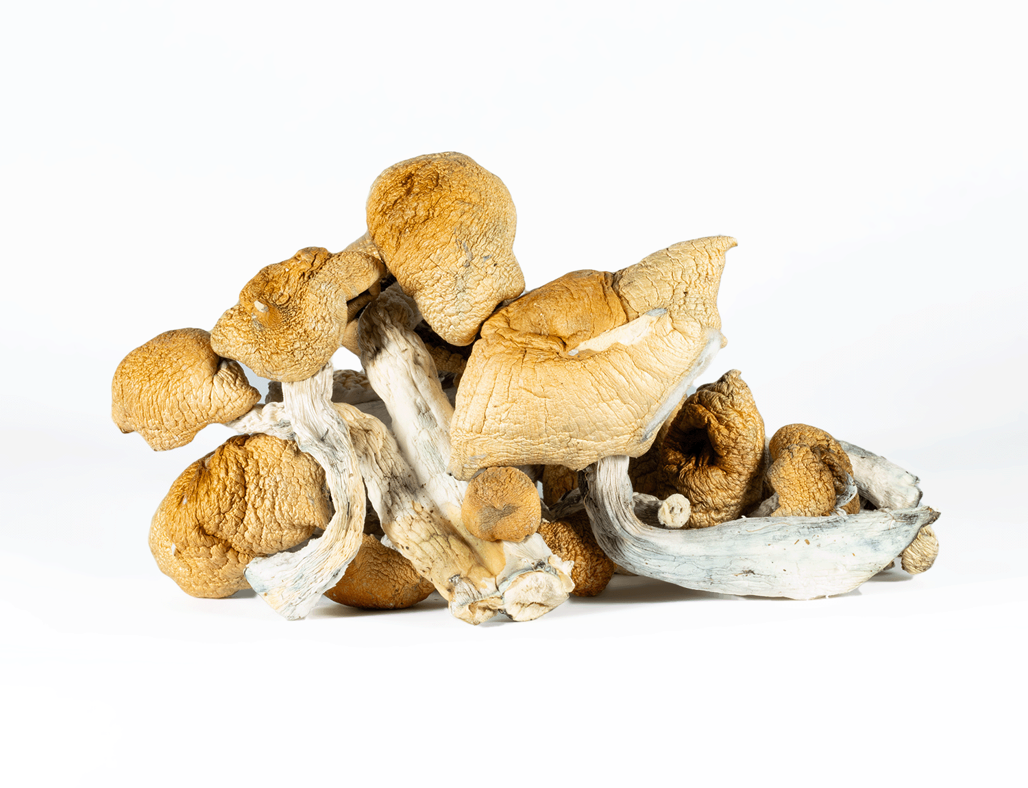A-One Mushrooms - Hillbilly - Image 3