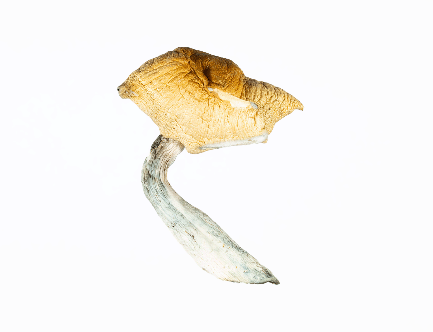 A-One Mushrooms - Hillbilly - Image 2