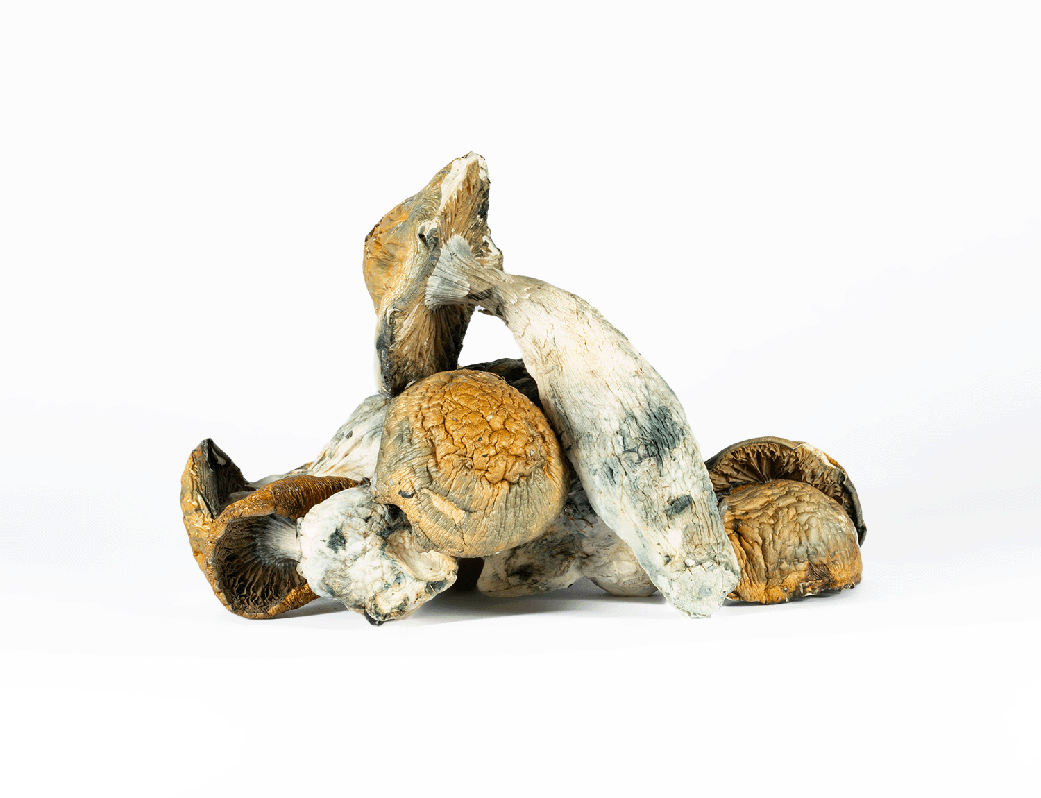 A-One Mushrooms - Makilla Gorilla - Image 3