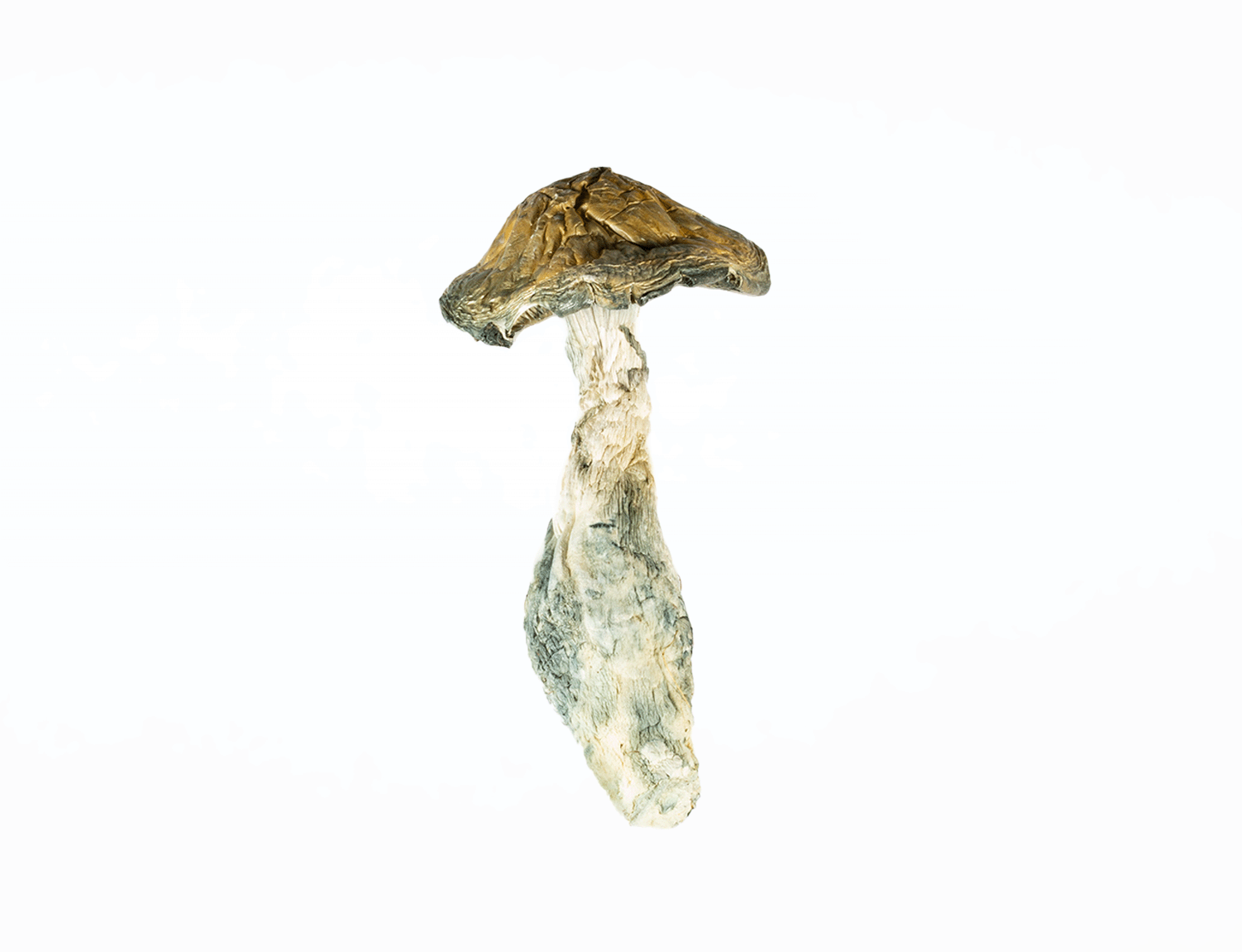 A-One Mushrooms - Makilla Gorilla - Image 2