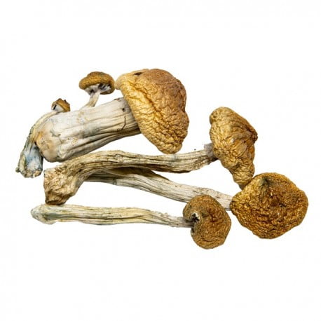 AAAA B+ Mushroom