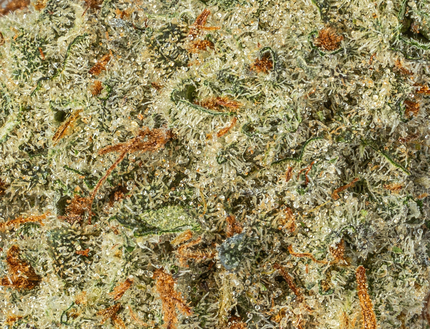 Astral Herbs - Ak-47 - Image 3