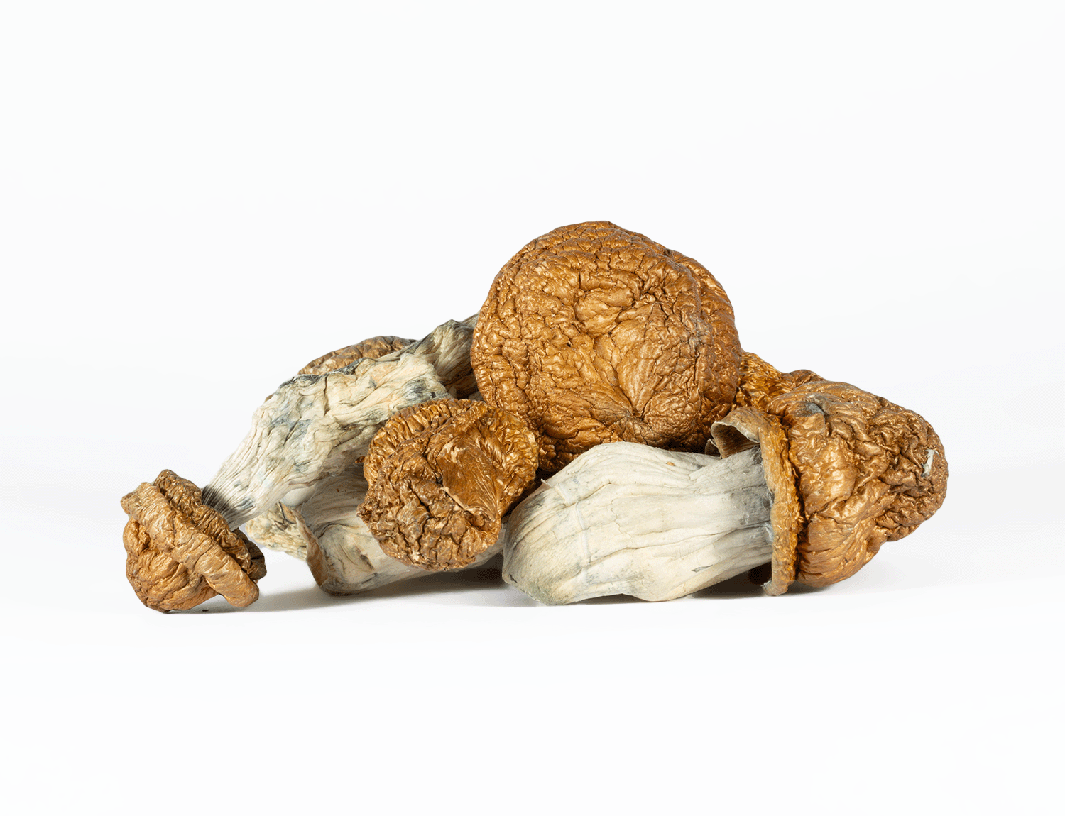 A-One Mushrooms - Golden Emperor - Image 3