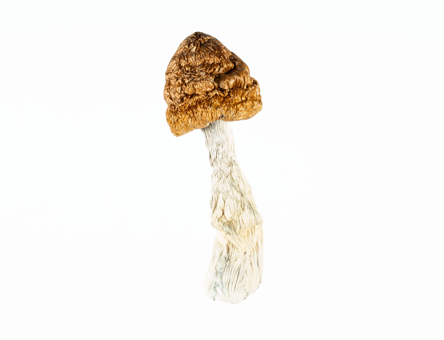A-One Mushrooms - Golden Emperor - Image 2