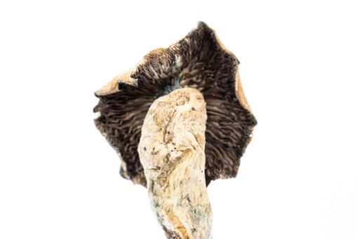 Gram & Ounce Deal: Mexican Cubensis Mushroom