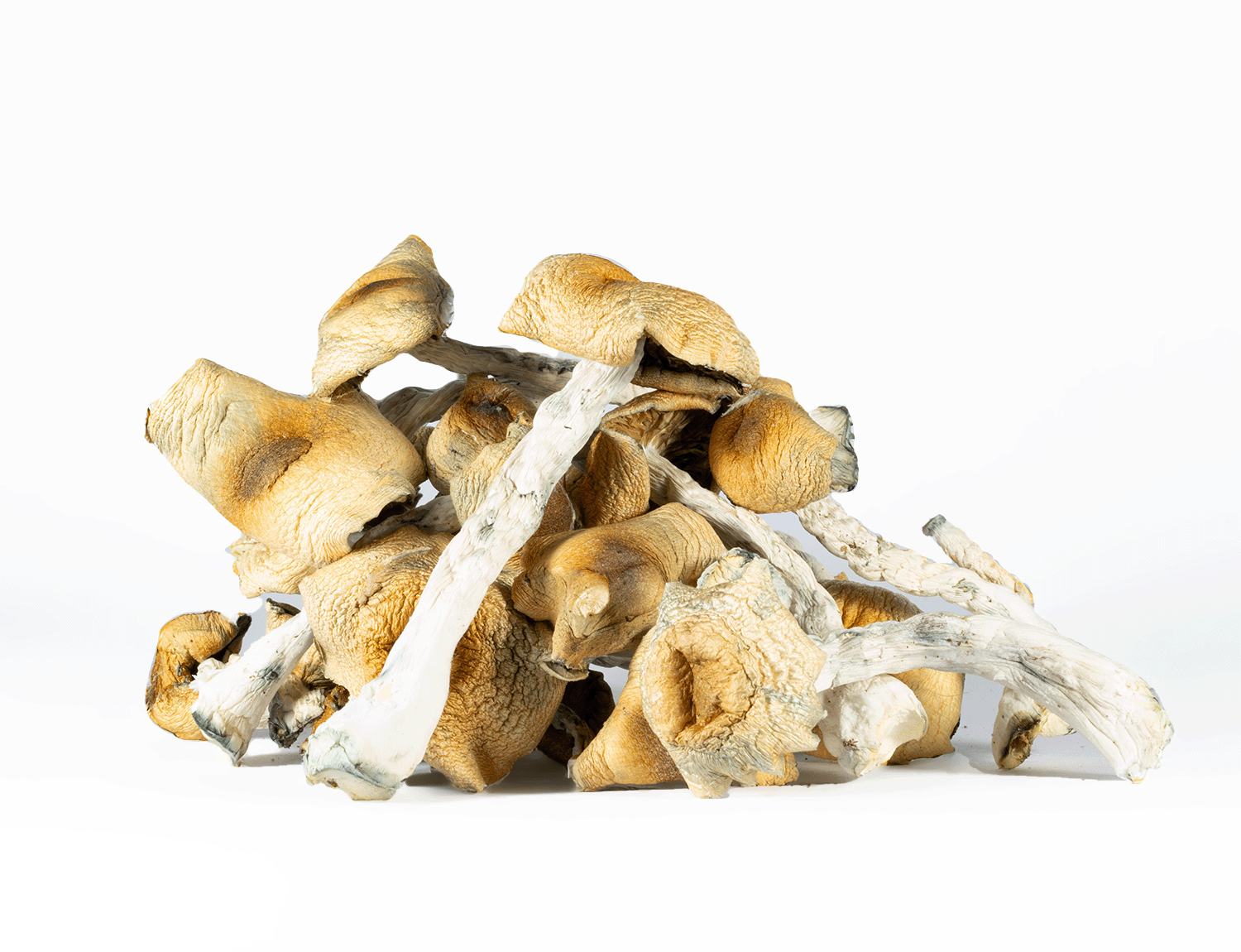 A-One Mushrooms - Steel Magnolia - Image 3