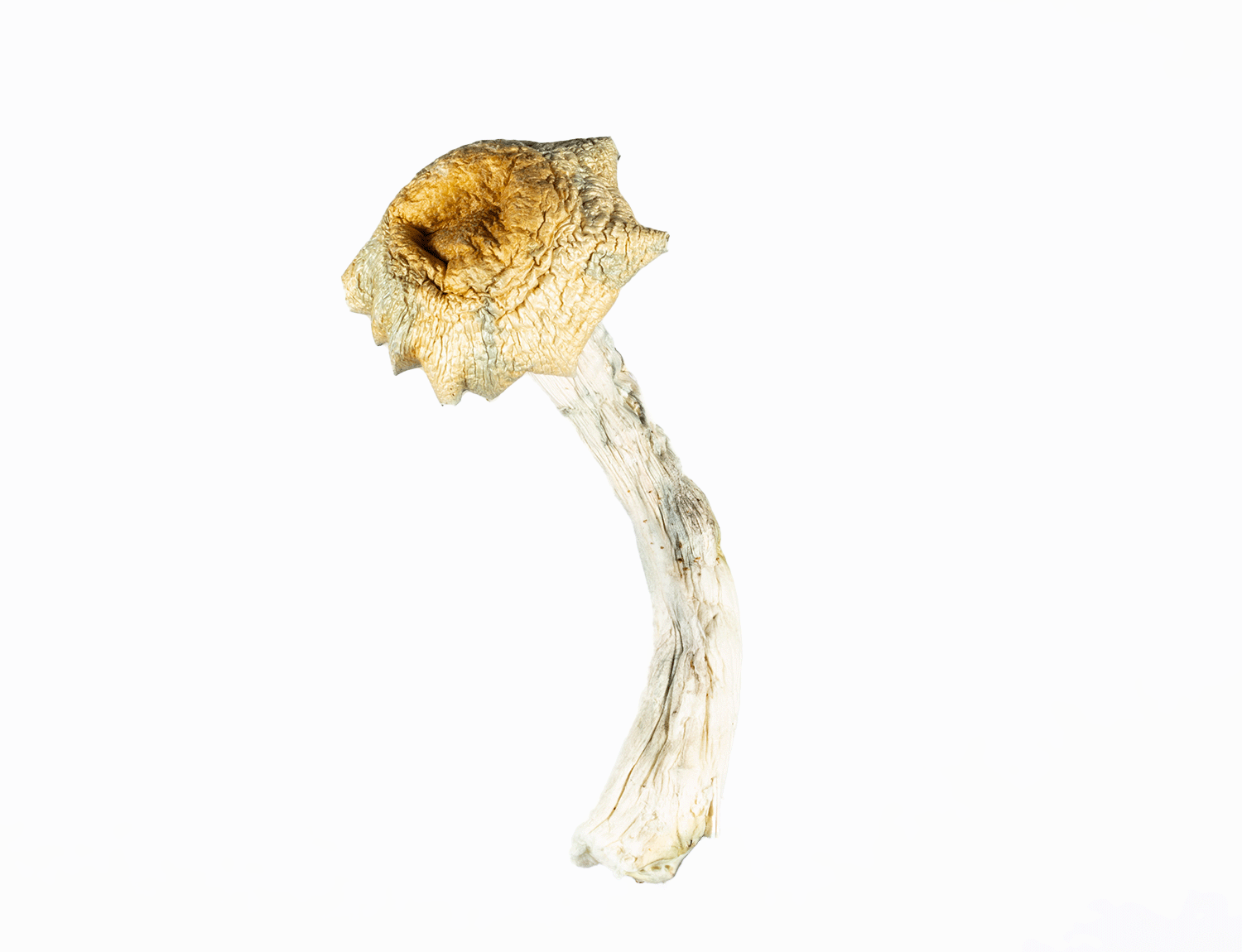 A-One Mushrooms - Steel Magnolia - Image 2