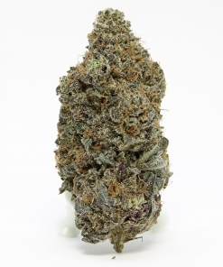 Organic Blue King