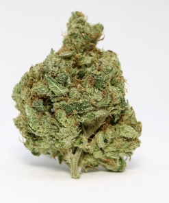Oregon Golden Goat
