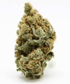 Island Sweet Skunk