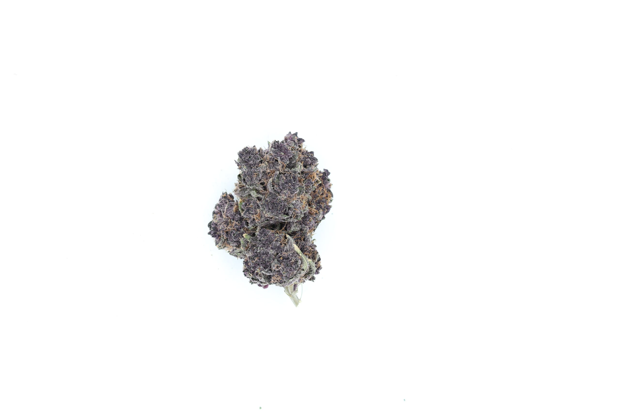 Black Rose Strain