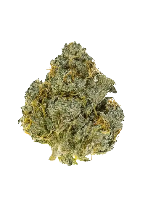AA Gelato 33