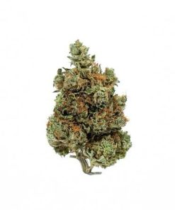 AA Grand Daddy Purple