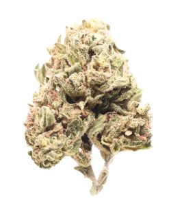 AA Marley's Collie (Bob Marley's Choice)