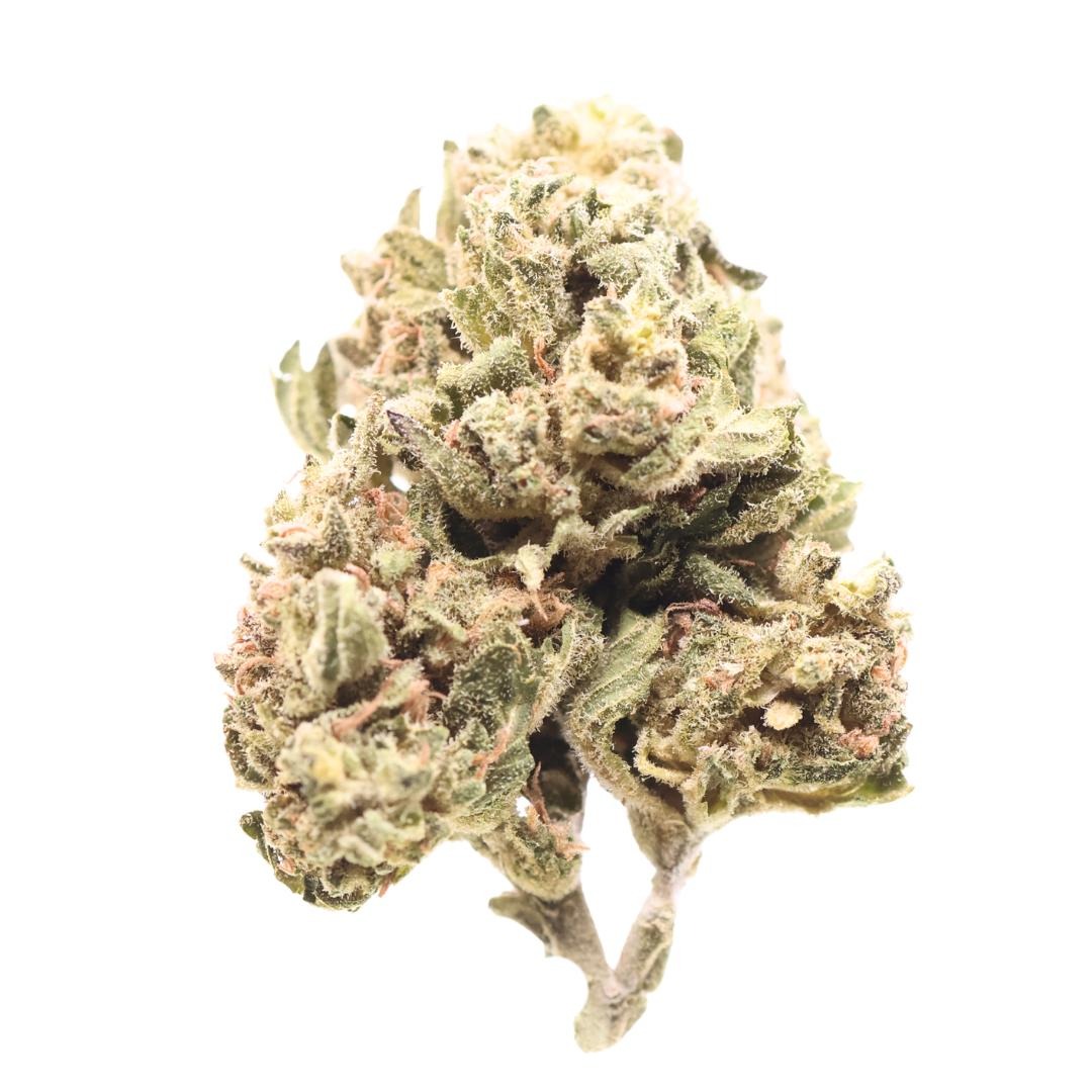 AA Marley's Collie (Bob Marley's Choice)