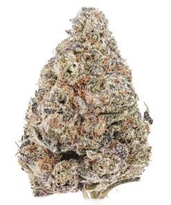 AA Black Domina