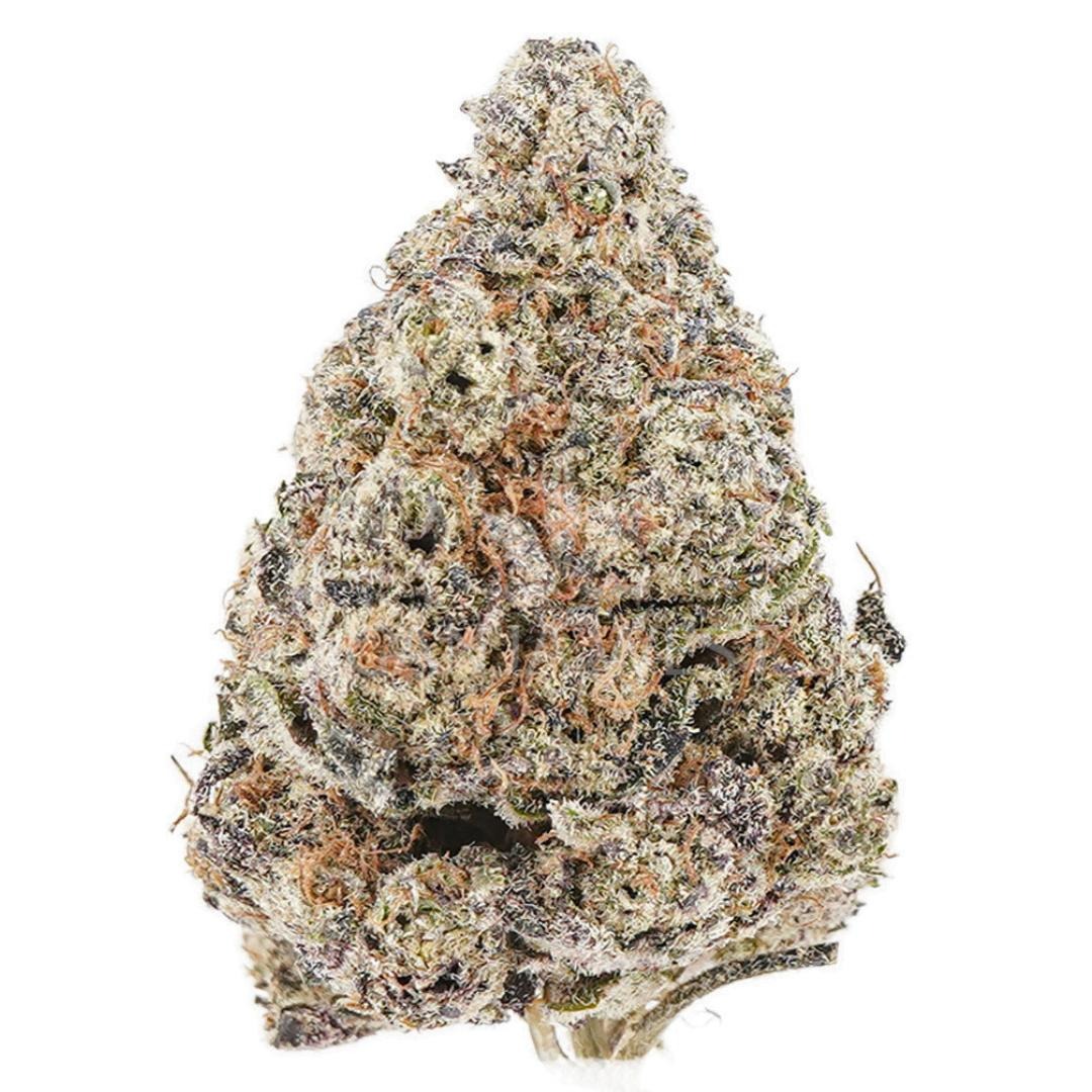 AA Black Domina