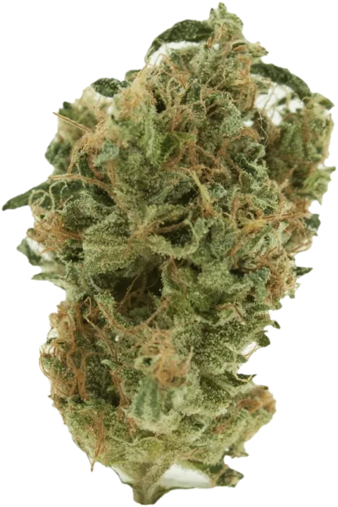 Sativa flower